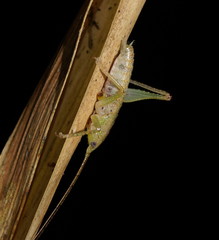 Austrosalomona destructor