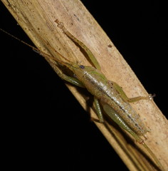 Austrosalomona destructor