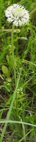 Image of Marshallia caespitosa by (c) saltyhiker, some rights reserved (CC BY)