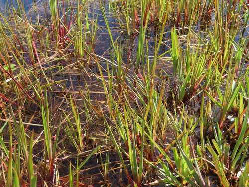 Image of Juncus lomatophyllus by (c) linkie, some rights reserved (CC BY)