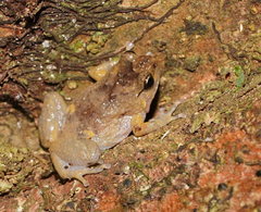 Northern Ornate Nursery-Frog photo 1