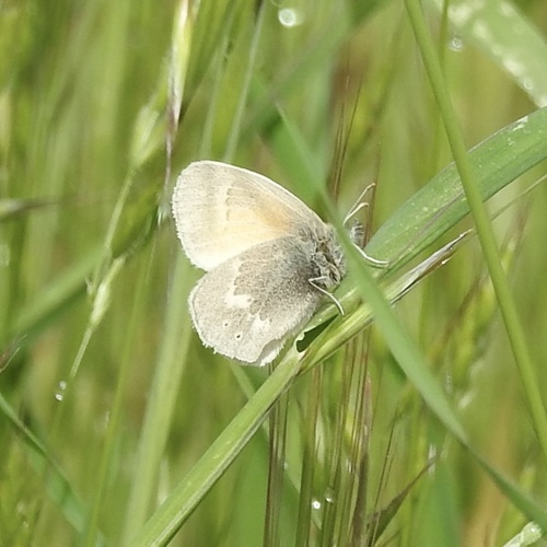 iNaturalist observation photo of Common Ringlet