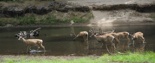 California Mule Deer photographed in California