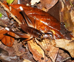 Penalva flavocalceata