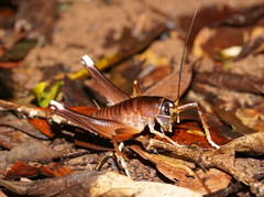 Penalva flavocalceata