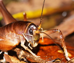 Penalva flavocalceata
