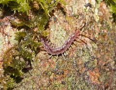 Australobius scabrior