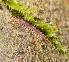 Australobius scabrior