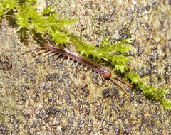 Australobius scabrior