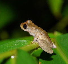 Ranoidea rheocola
