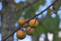Diospyros virginiana image