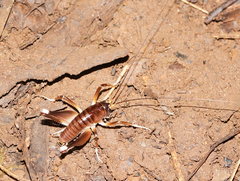 Penalva flavocalceata