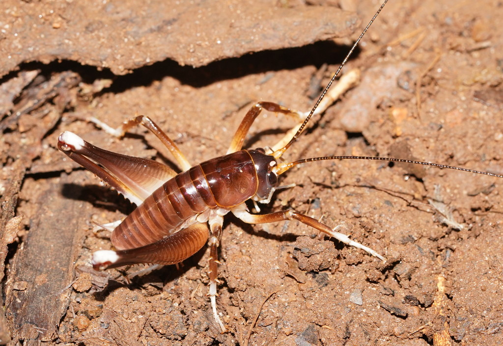 Brachyporini