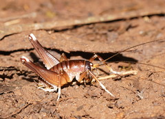 Penalva flavocalceata