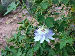 Passiflora arizonica