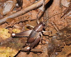 Exogryllacris ornata