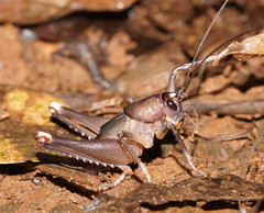 Exogryllacris ornata