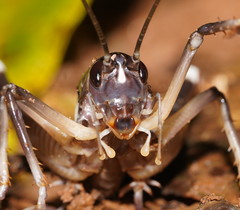 Exogryllacris ornata