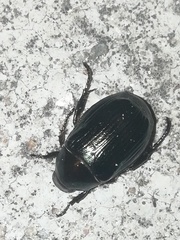 Paranomala cincta
