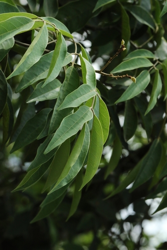 Ormosia semicastrata, photograph 3