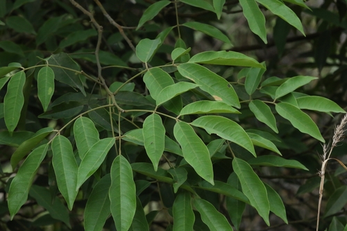 Image of Ormosia semicastrata by no rights reserved