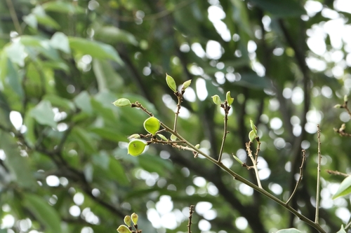 Image of Ormosia semicastrata by no rights reserved