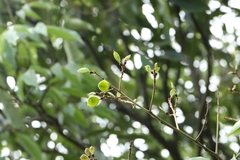 Ormosia semicastrata, photograph author not stated, no rights reserved