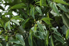 Ormosia semicastrata, photograph author not stated, no rights reserved