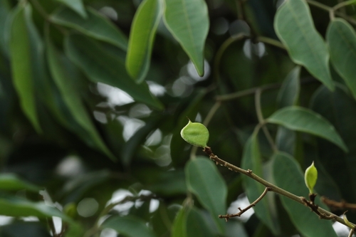 Ormosia semicastrata, photograph 6