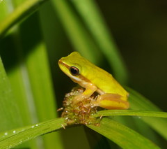 Litoria fallax