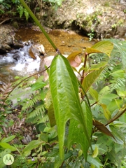 Passiflora chelidonea