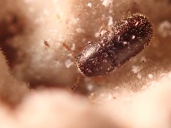 Sulcacis fronticornis