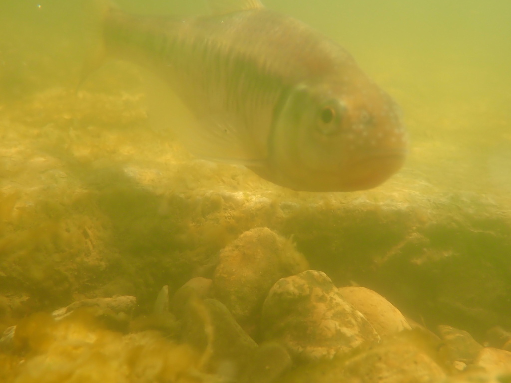 Striped shiner (Luxilus chrysocephalus) — Cyprinidae