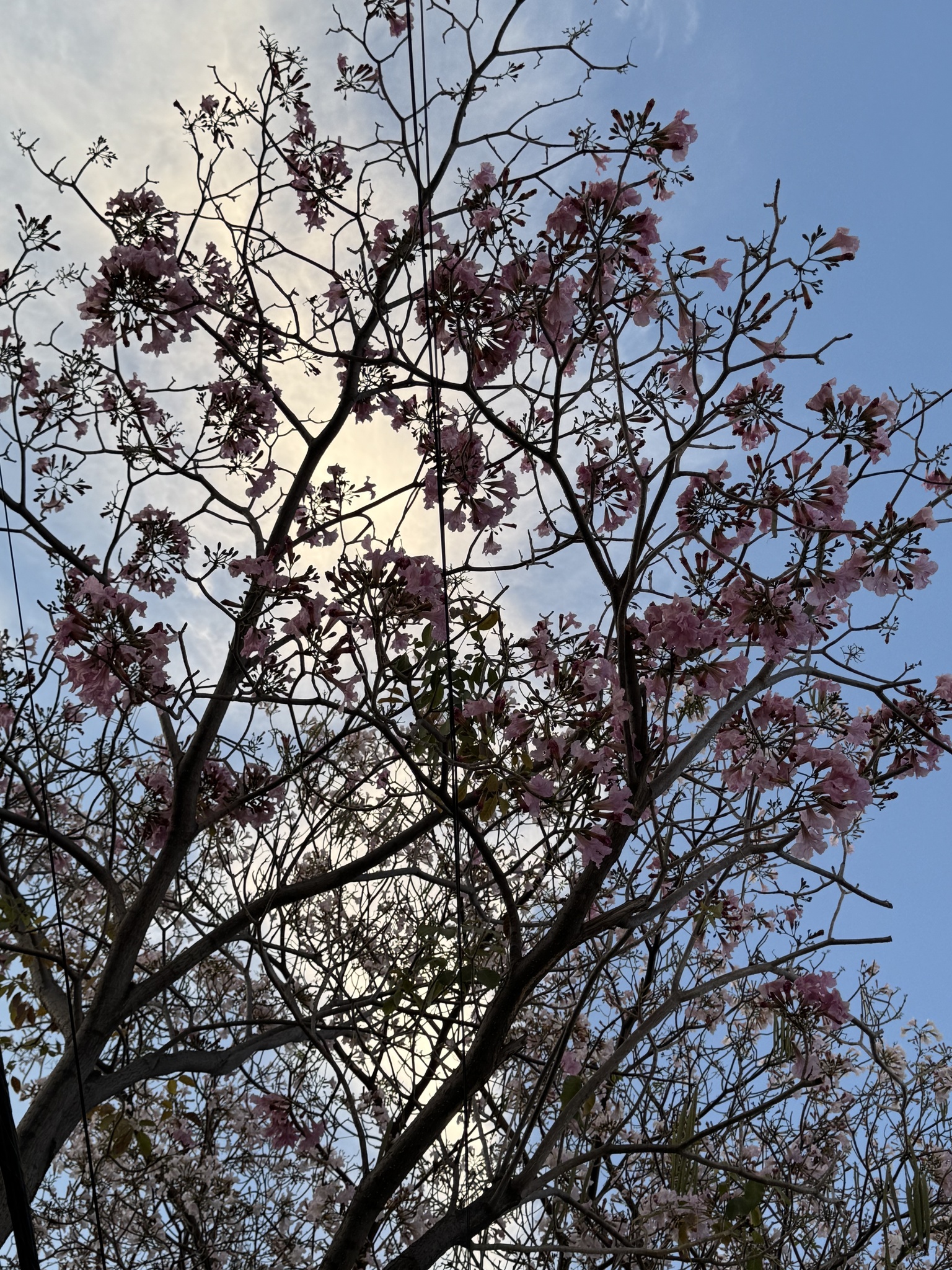 Imagem de Ipê-roxo