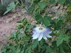 Passiflora arizonica