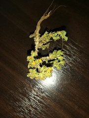 Asteraceae
