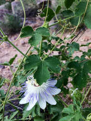 Passiflora arizonica