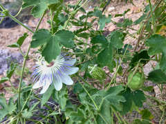 Passiflora arizonica
