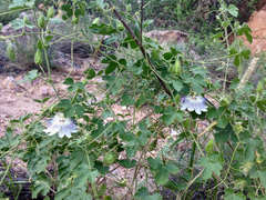 Passiflora arizonica