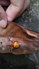 Acusilas malaccensis