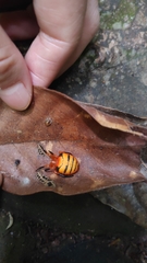 Acusilas malaccensis