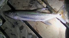 Acestrorhynchus heterolepis