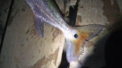 Acestrorhynchus heterolepis