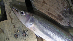 Acestrorhynchus heterolepis