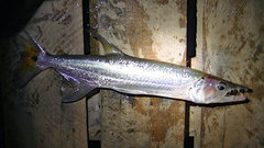 Acestrorhynchus heterolepis
