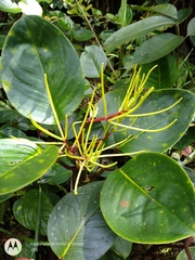 Peperomia striata