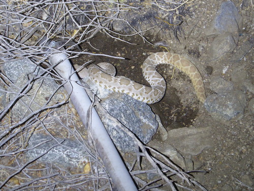 iNaturalist observation photo of Red Diamond Rattlesnake