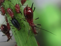 Uroleucon formosanum