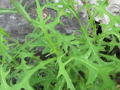 Lactuca indica