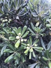 Pittosporum tobira